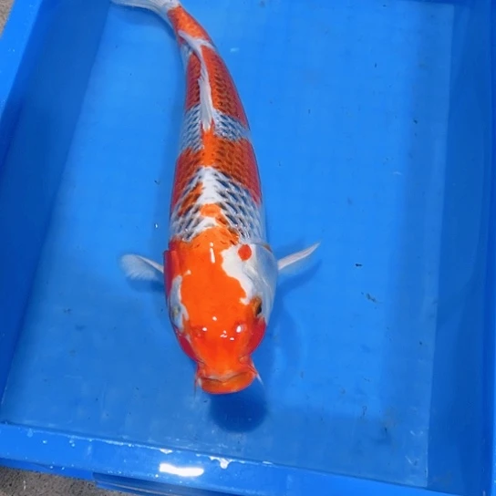 赤木芒果红孔雀淡水鱼