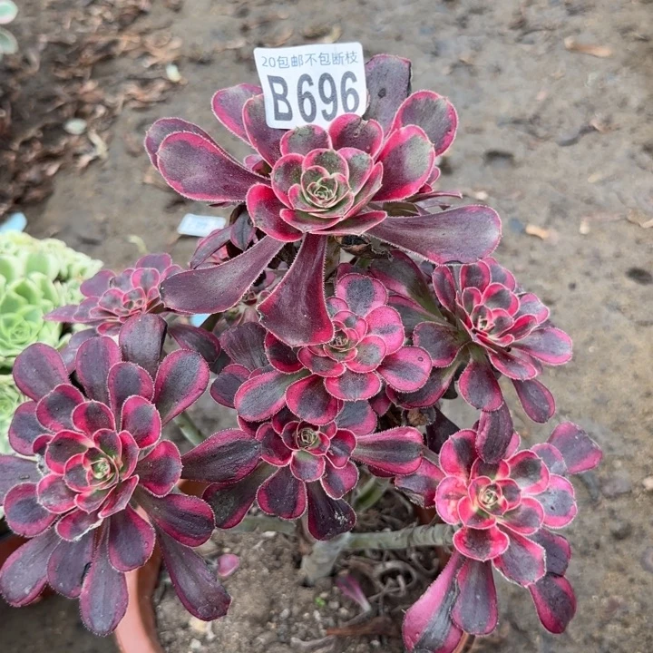 香奈尔……多肉植物……