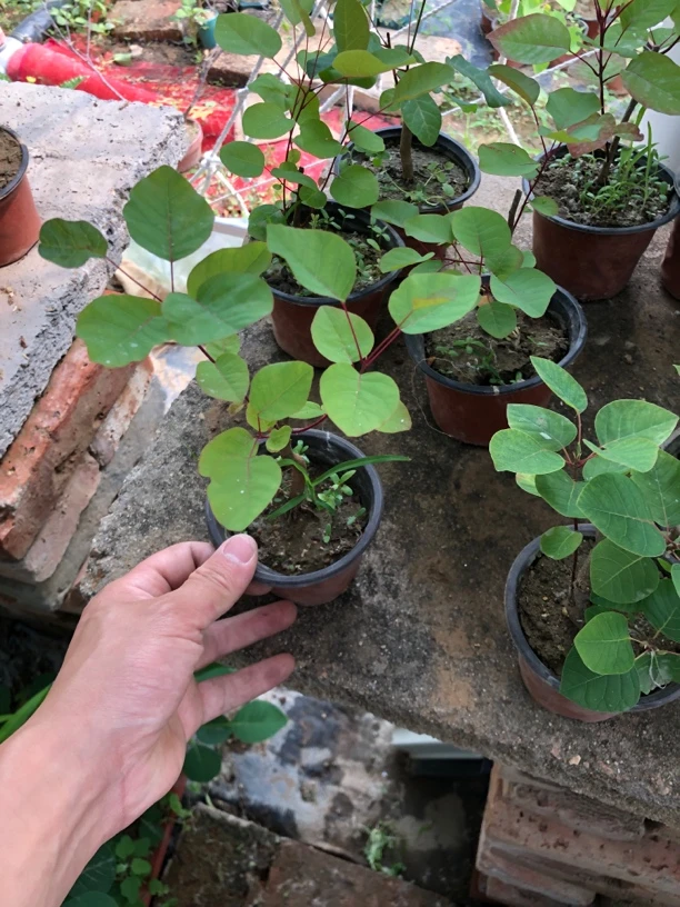 香山红叶黄栌小小掌中宝盆景随机发货