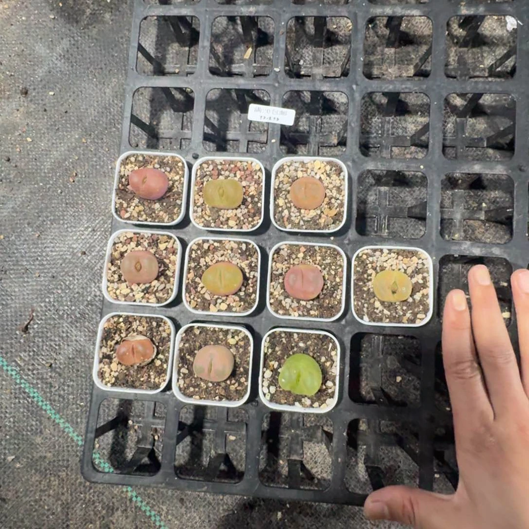 949。大毛七颗有瑕疵带盆发货能接受在拍