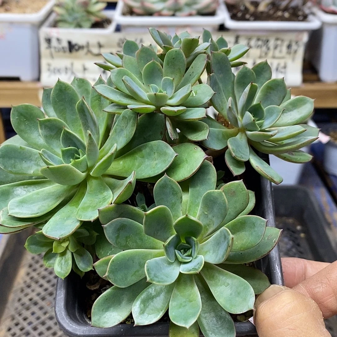 2254 不知名 不售后