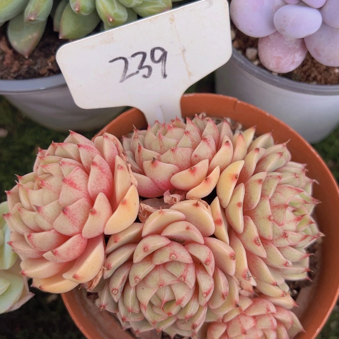 香玉的故事是一个人的故事吗笑