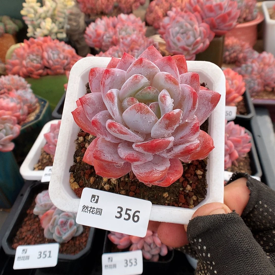 356雪天使多肉植物6666