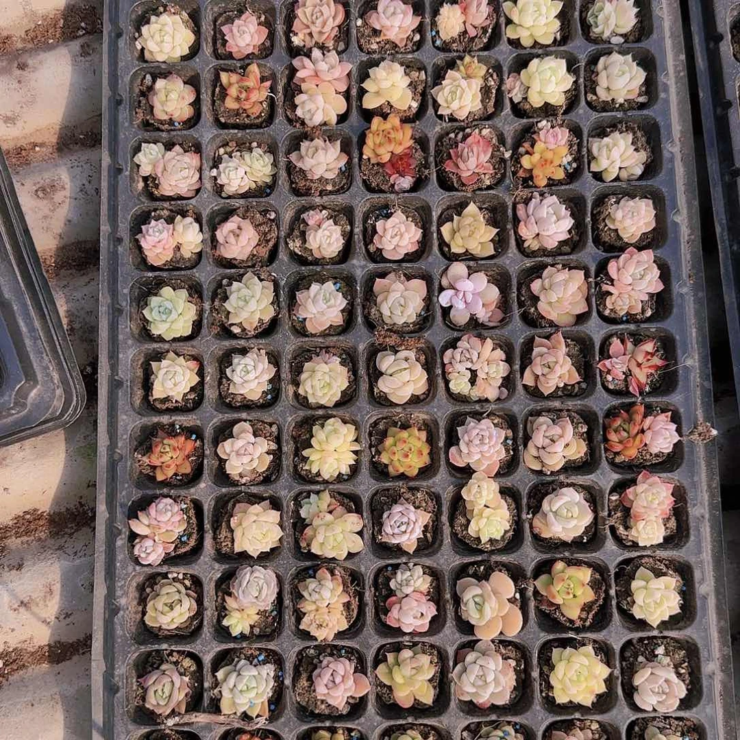 直播一物一拍多肉25