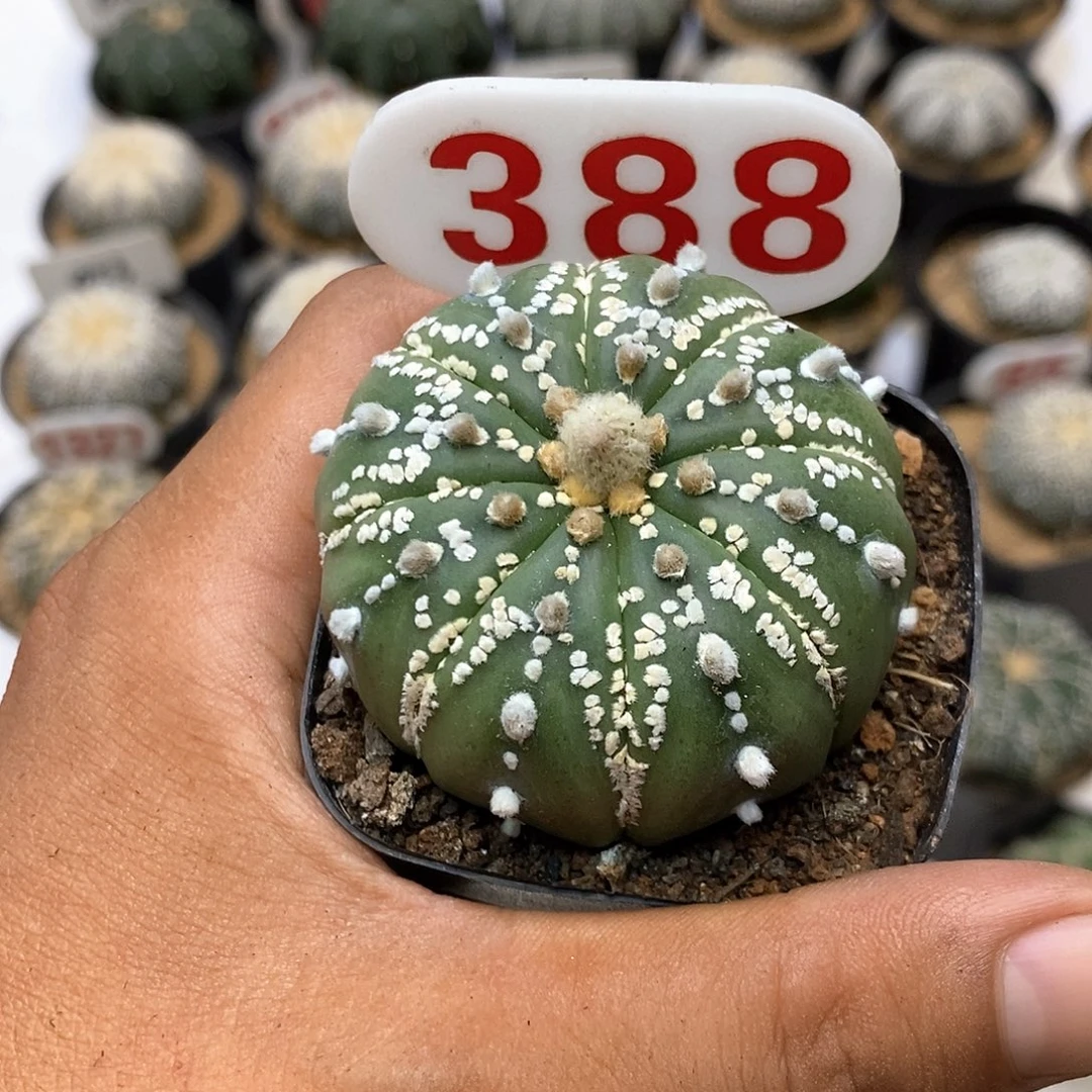 388付款了特价咯嘛你看