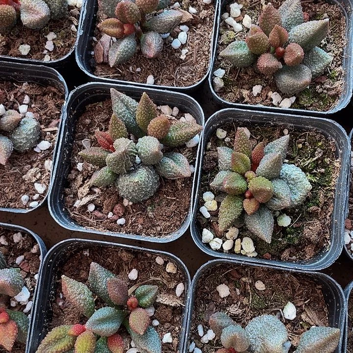 荔枝皮3.8带盆土发