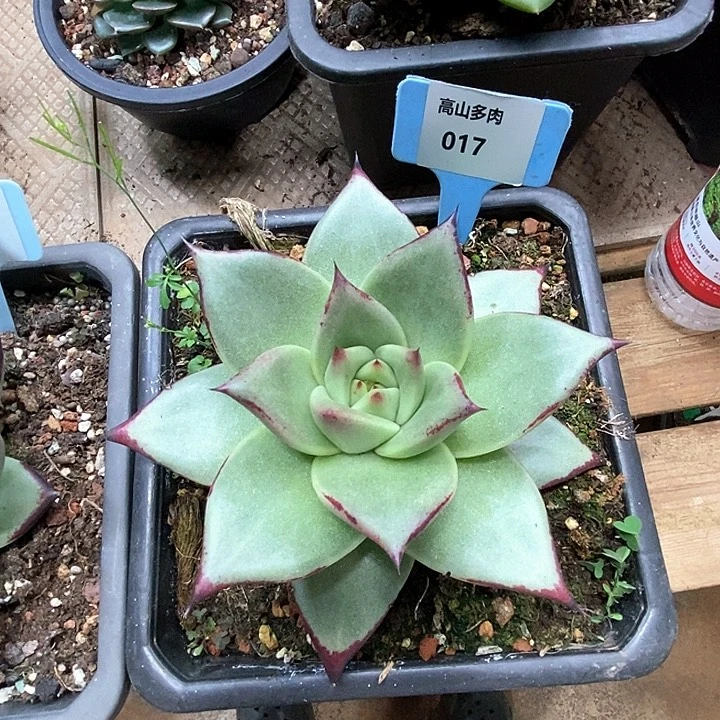 挚***爱017-直播福利 乌木