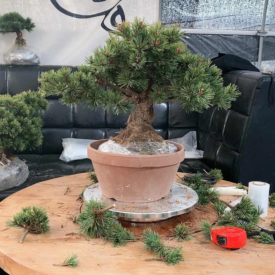 【闪购商品】无花朵