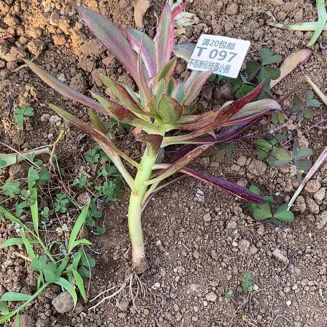 097蕾丝香奶奶多肉