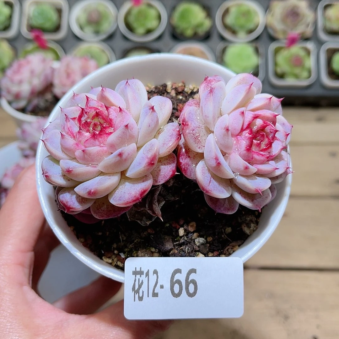 花利美12-66天鹅绒
