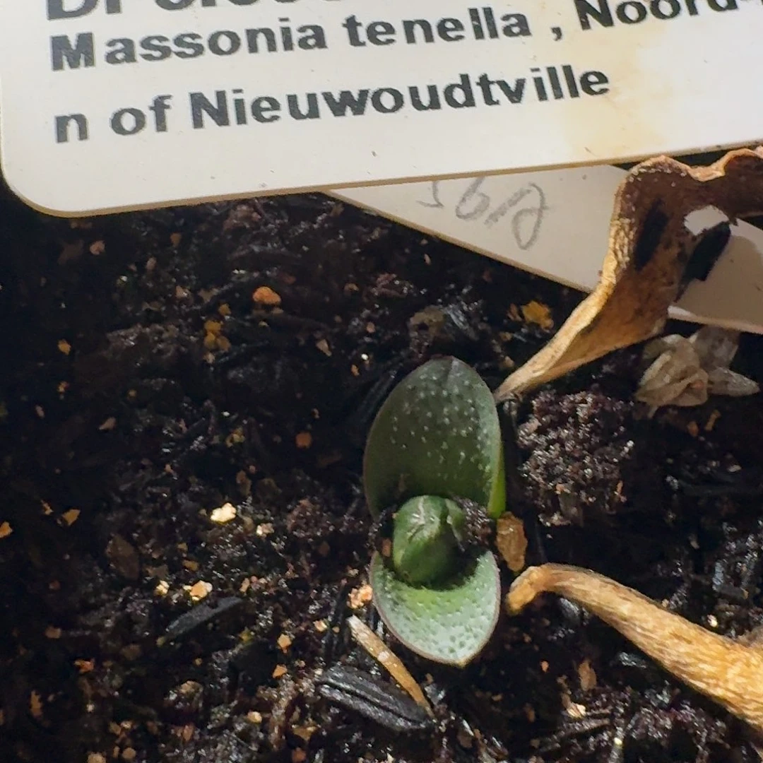 可爱镜一个母本带盆