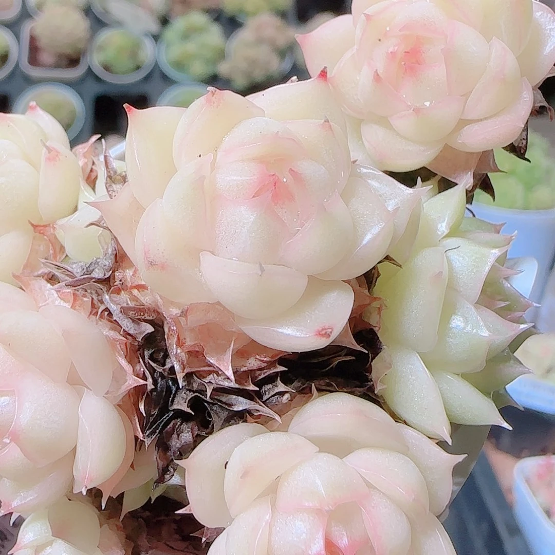 花语逸镜1123-114散