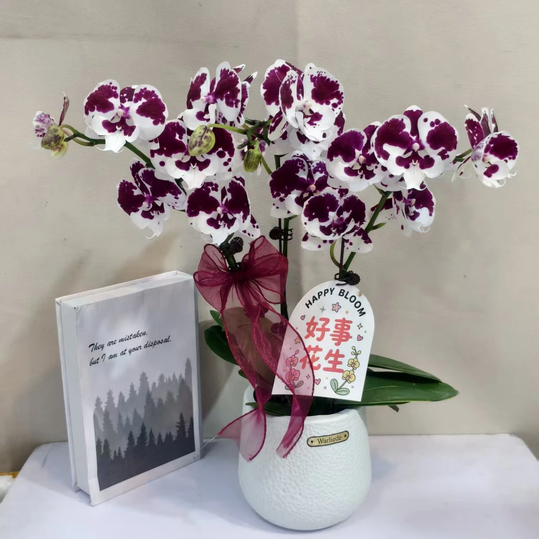 【一千零一夜】 蝴蝶兰好养耐养花期长室内观赏苗情优质基地直发