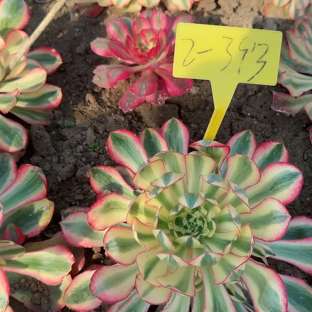 2-393---多头多肉植物