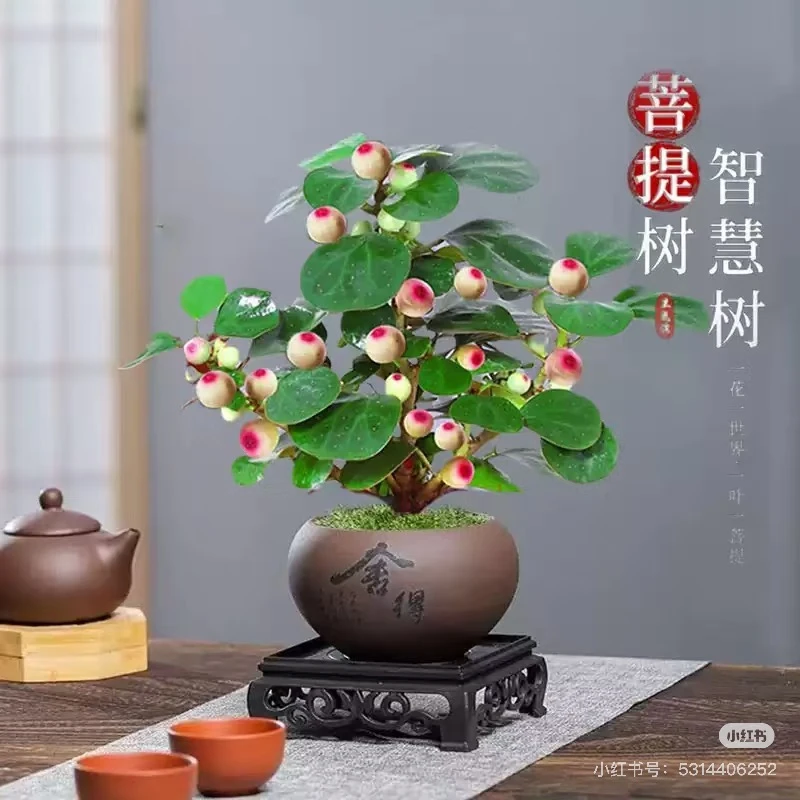 【新疆包邮】智慧树 小盼菩提+舍得盆+底座