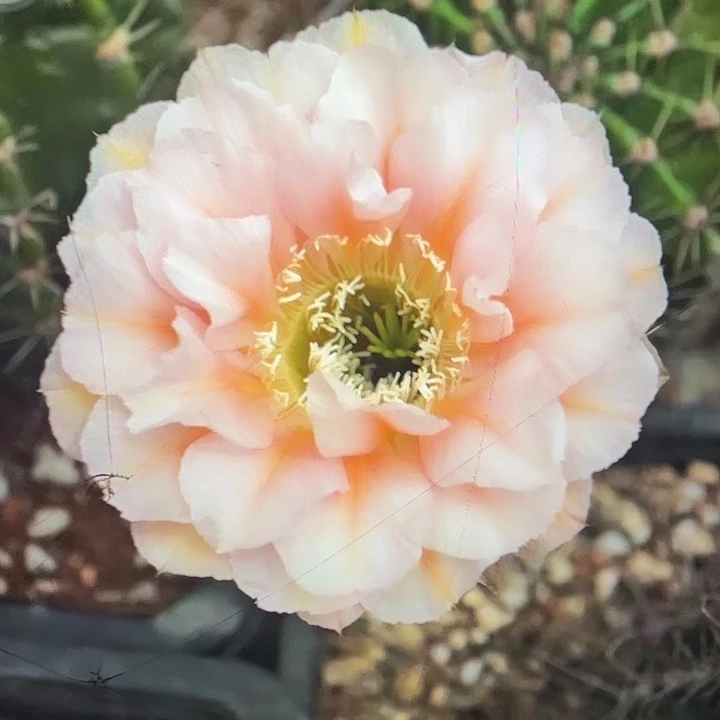 嘟15号秀蒲嫁接7公分以上