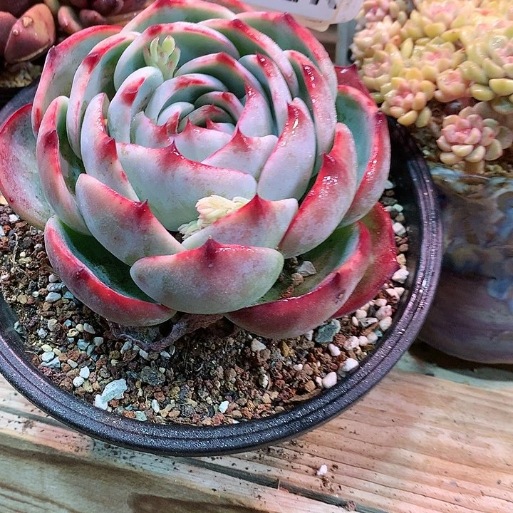 且***吟102K惊鸿仙子