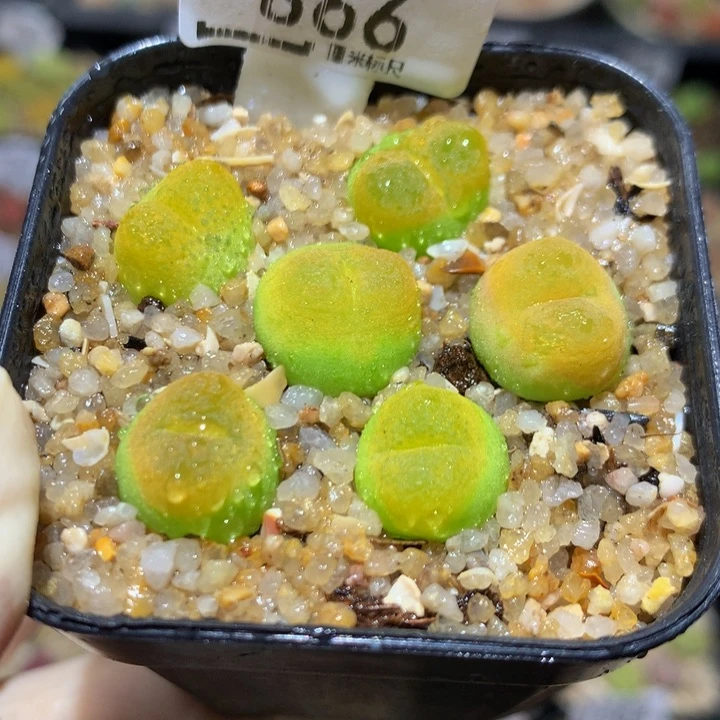 Sss精品生石花866暴力黄