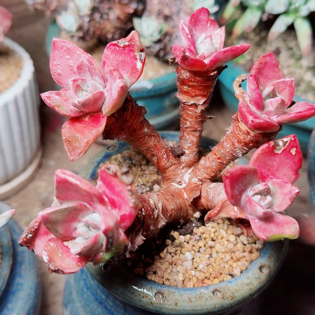 8525泡芙苹果叶多肉