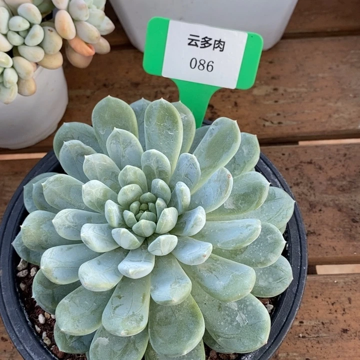 D086- 直播福利 翡翠香槟