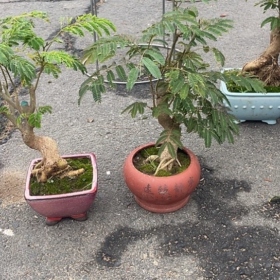 当前无花栽培后可以开花用****2合欢