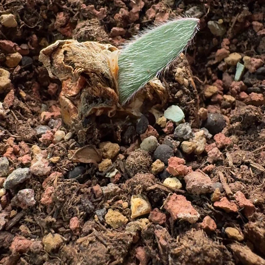 红花毛叶血莲带盆发