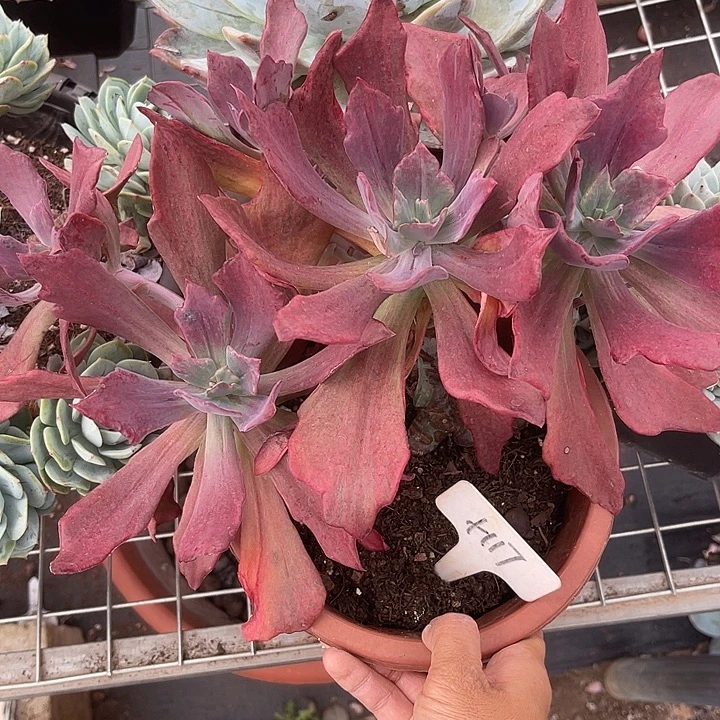 两单包邮，炸福利砖石锦117