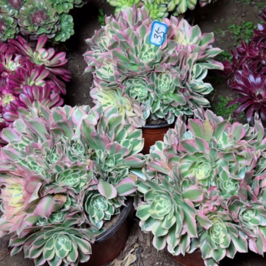 【闪购商品】木*多肉植物四个35
