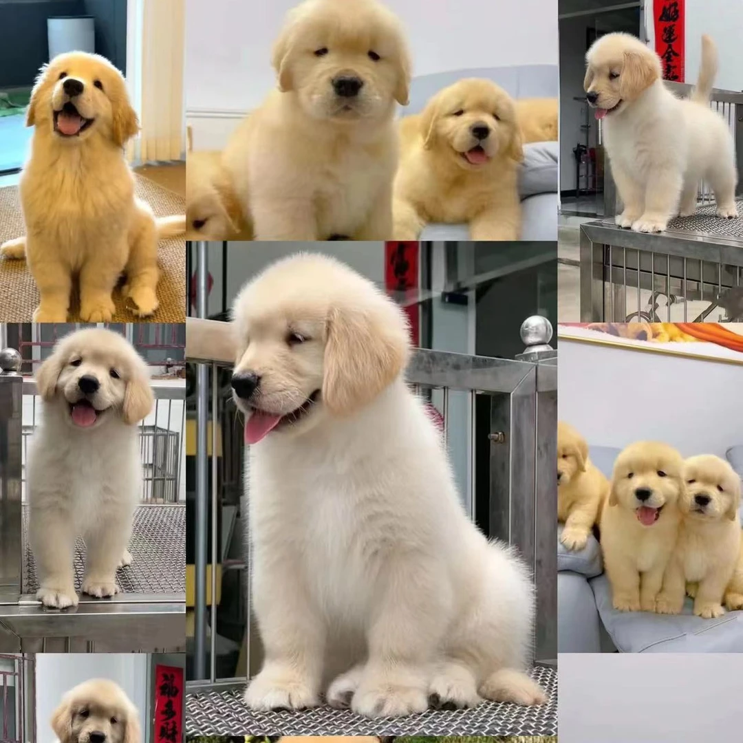 乌托邦 金毛 活体全款链接13