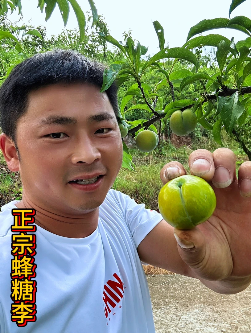 京东直发．新鲜上市（蜂糖李）香甜脆爽．家乡的味道