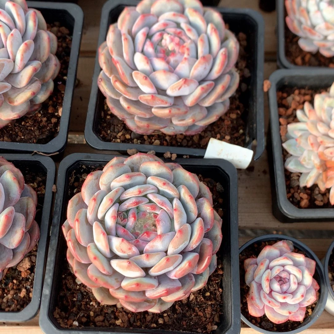 12厘米单头星影两颗2859