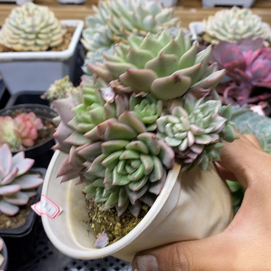 14133 福利拉霍亚爪锦 不售后