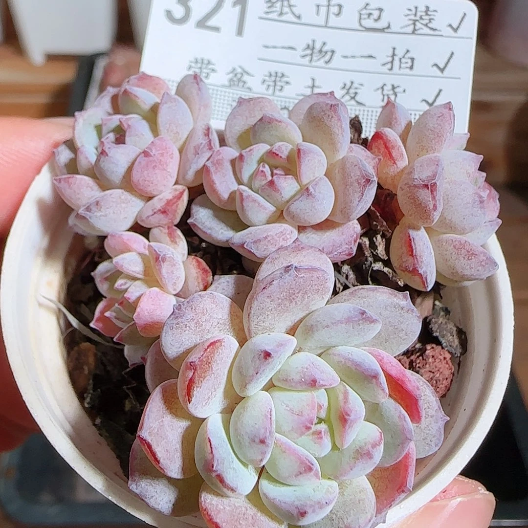 1109-----321点绛唇