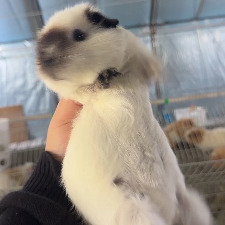 荷兰猪荷兰猪泰加妹妹