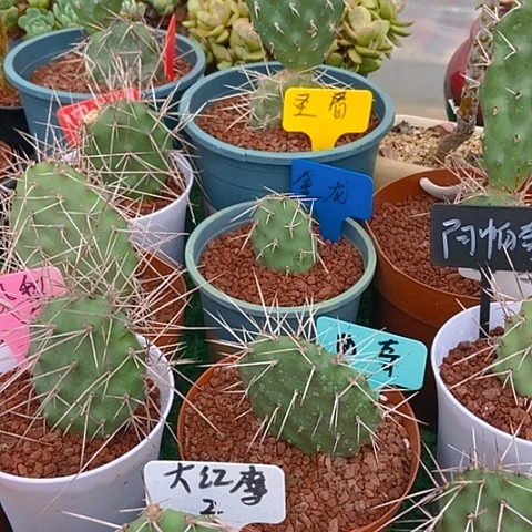 玩***偶仙人掌团扇淡绿老片有根一片