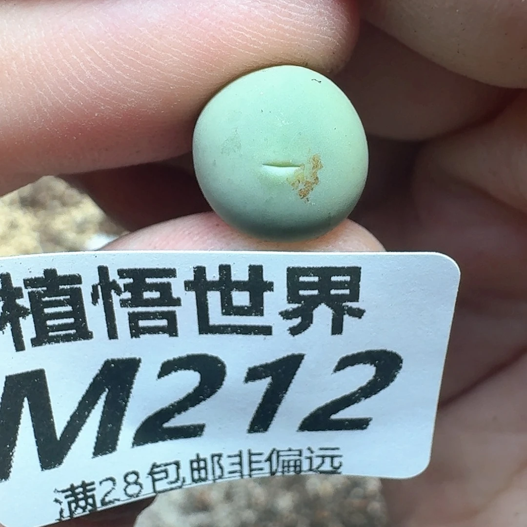 多肉植物的润泽额分