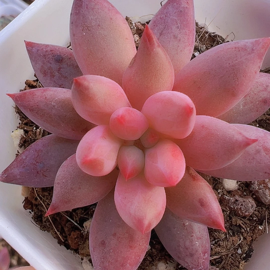 虞美人19包邮多肉