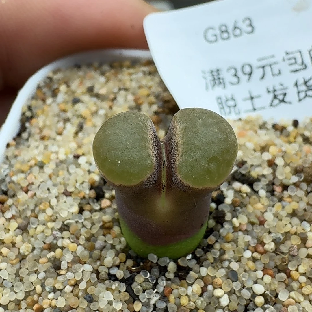 863多肉哈哈哈哈哈哈哈