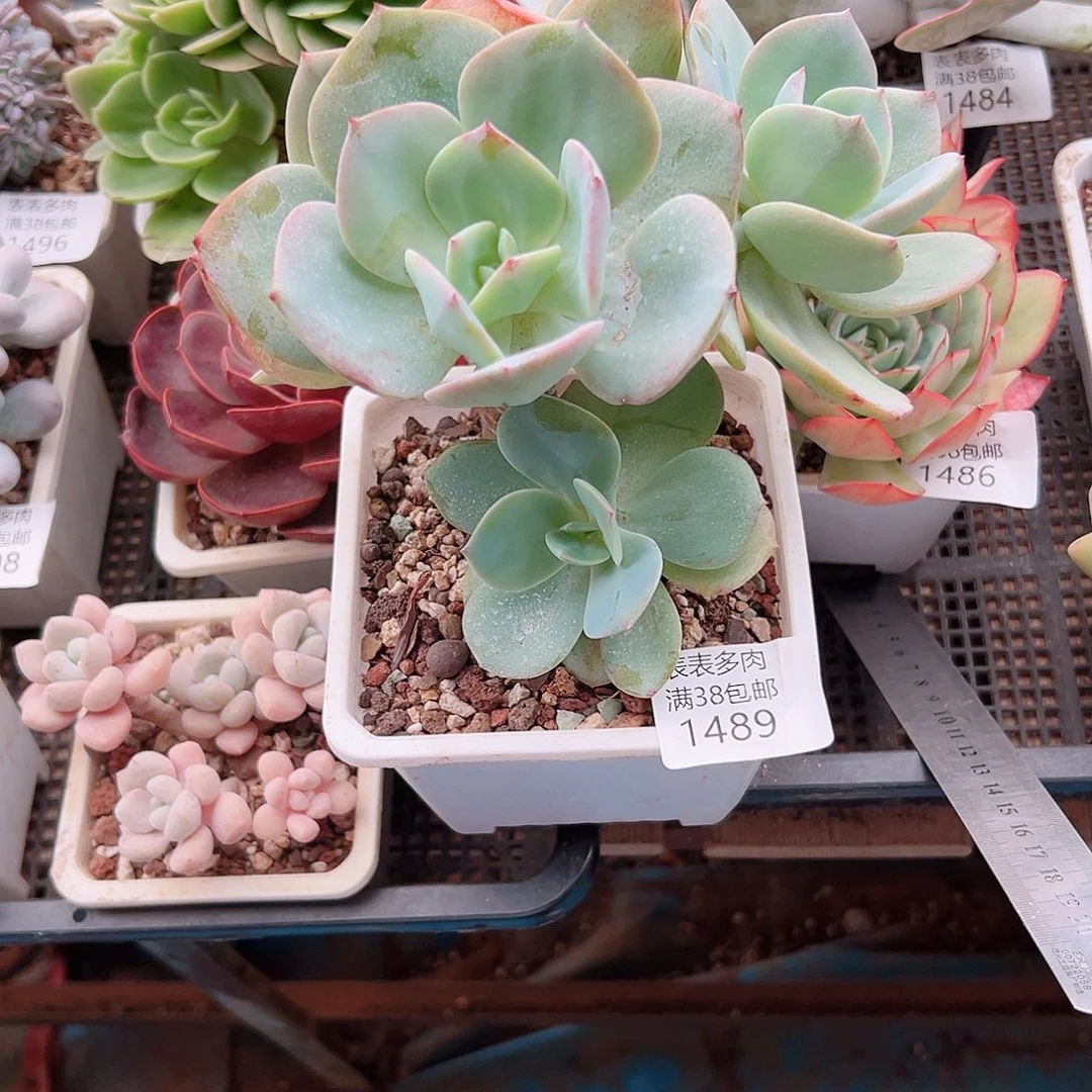 娄****多肉一物一拍植物1489