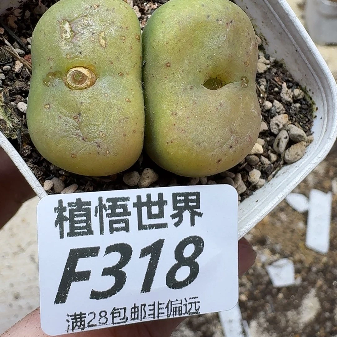 多肉植物的润泽fhb