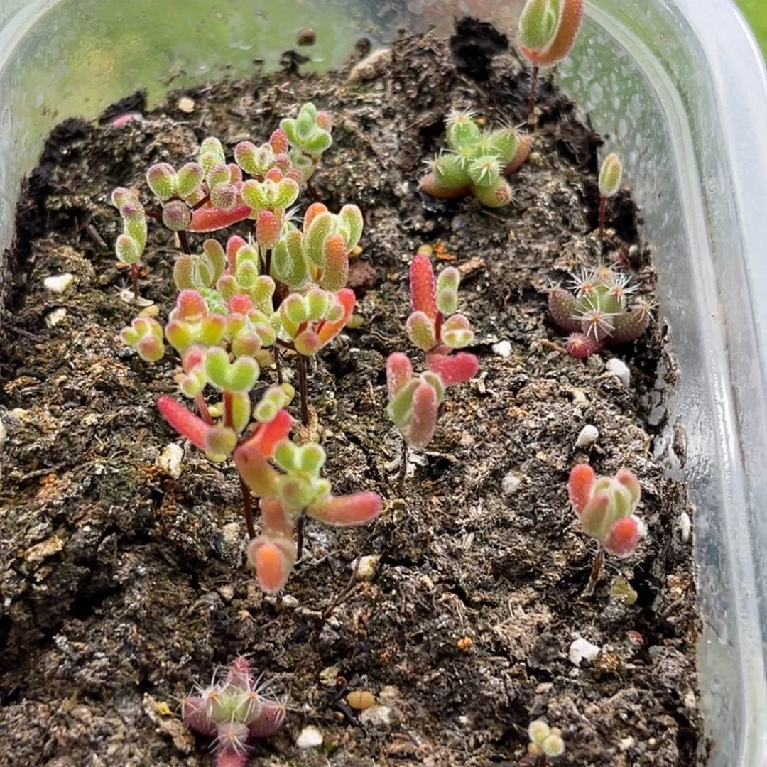 混播切糕优选枝干