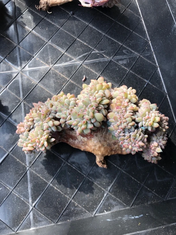 橙梦露缀化多肉植物