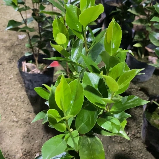 当前无花栽培后可以开花