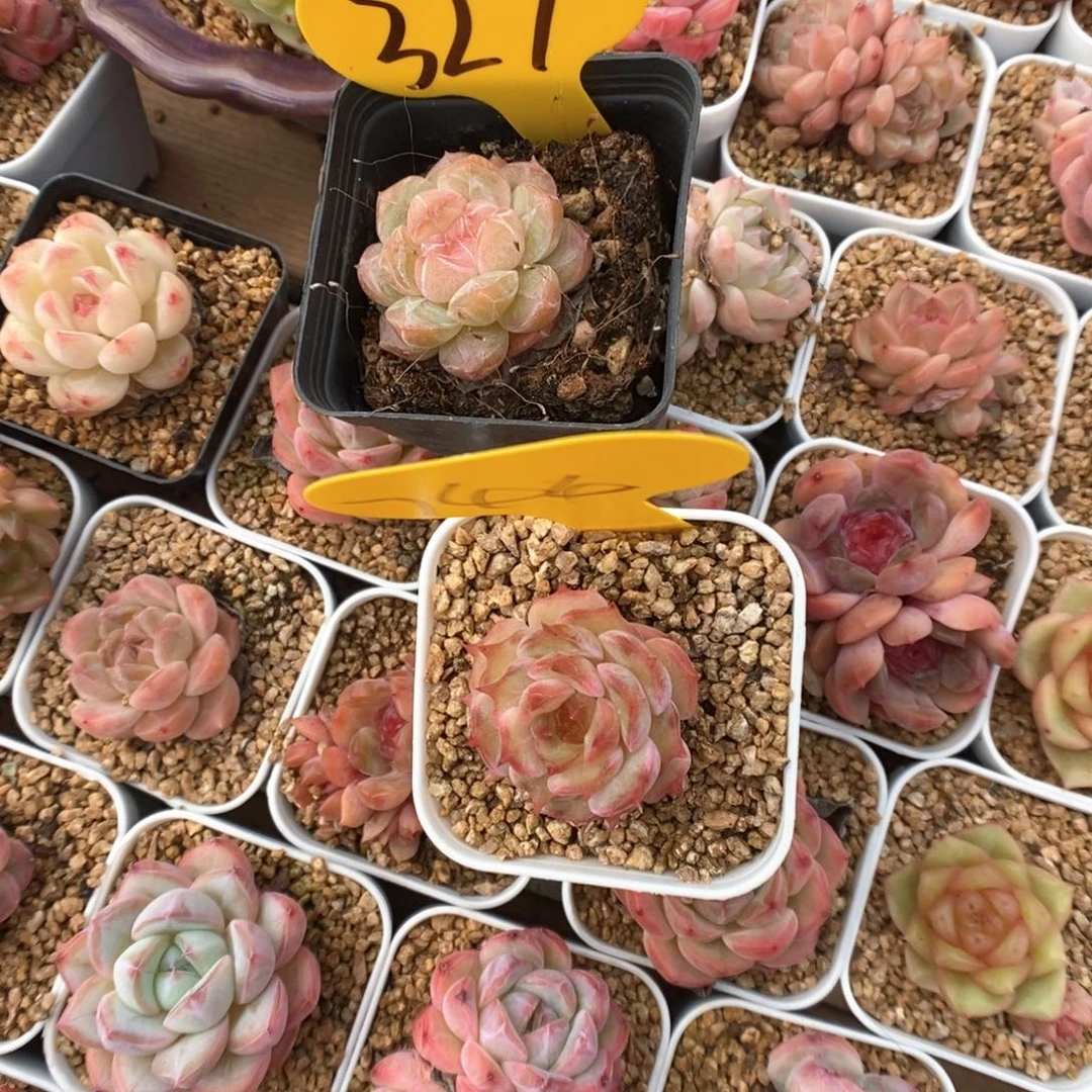 橘***糖珍妮744。 327号。