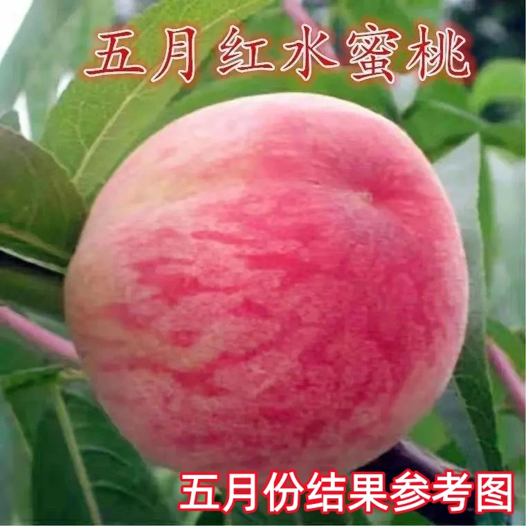 五月红水蜜桃树苗嫁接桃树苗脆甜桃子树苗南方北方种植果树苗大全