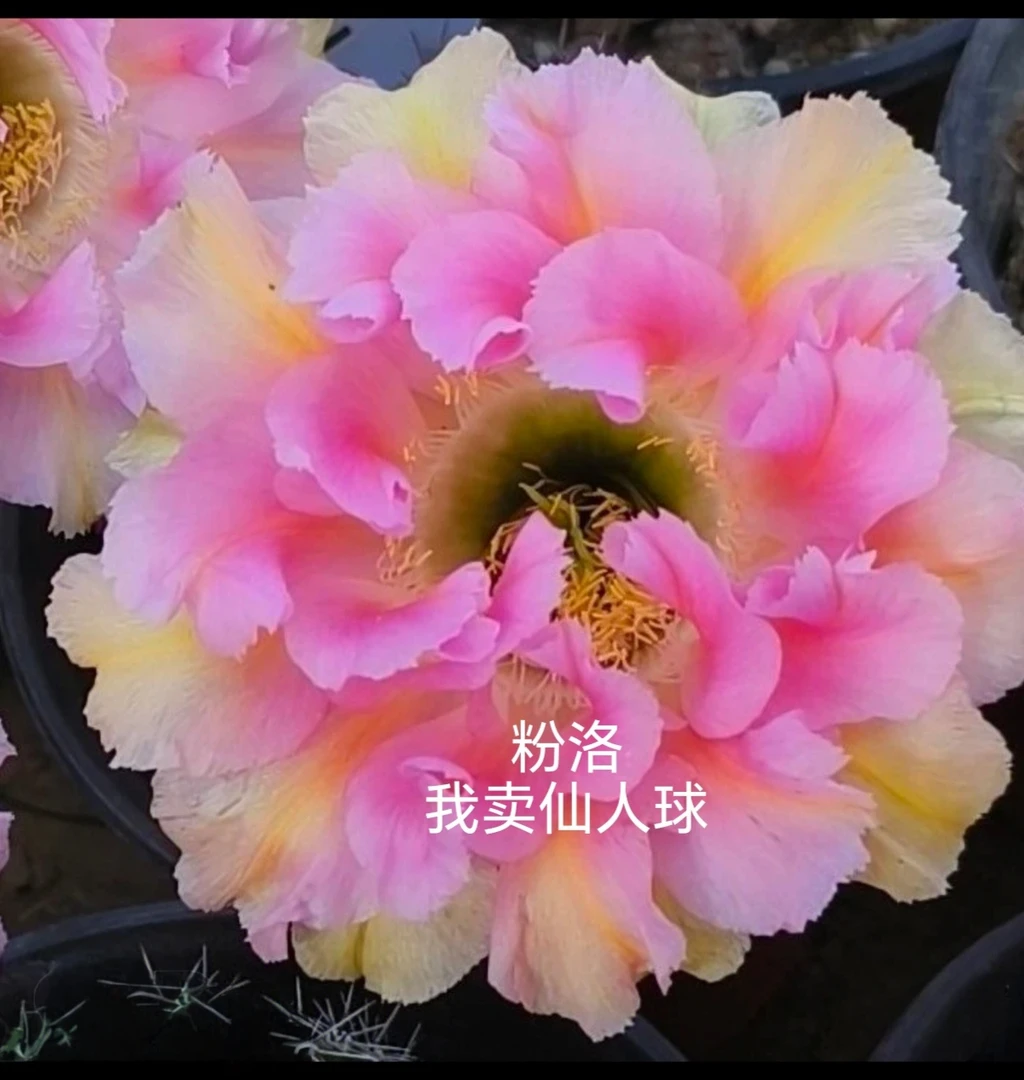 彩草粉洛侧芽歪  满28米包邮非偏远