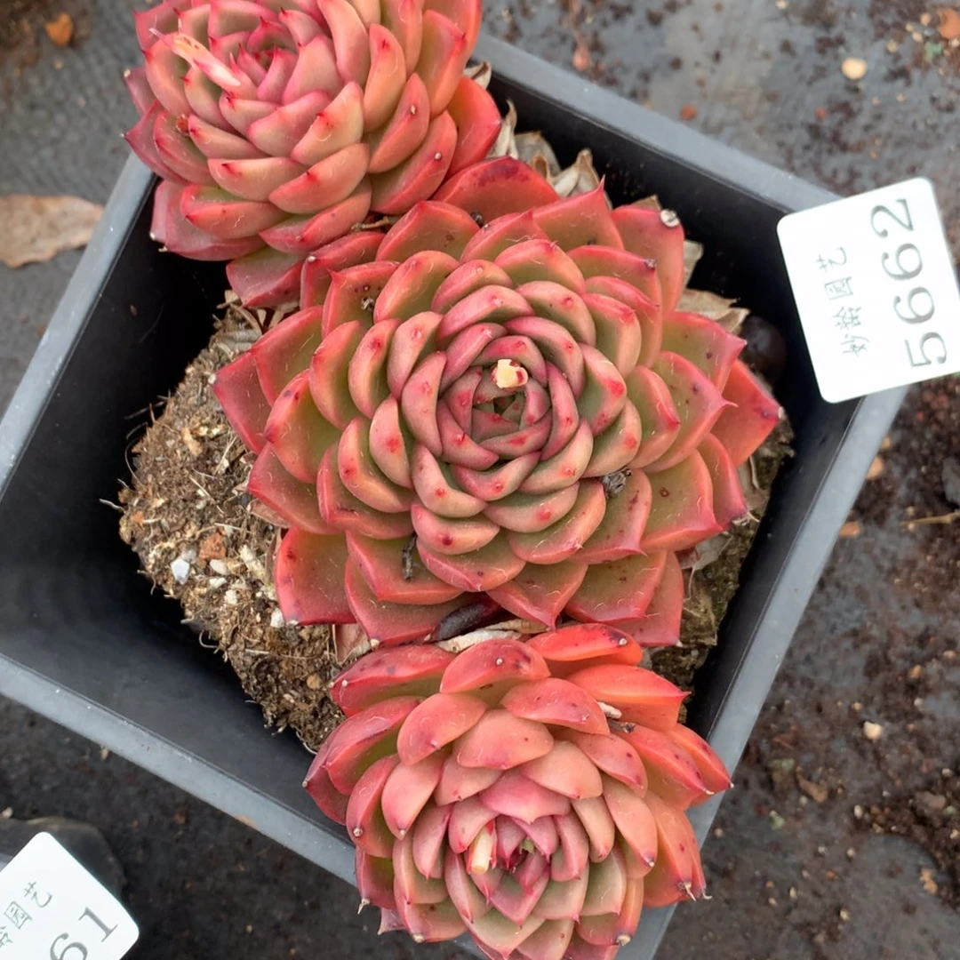 5662杂交多肉植物