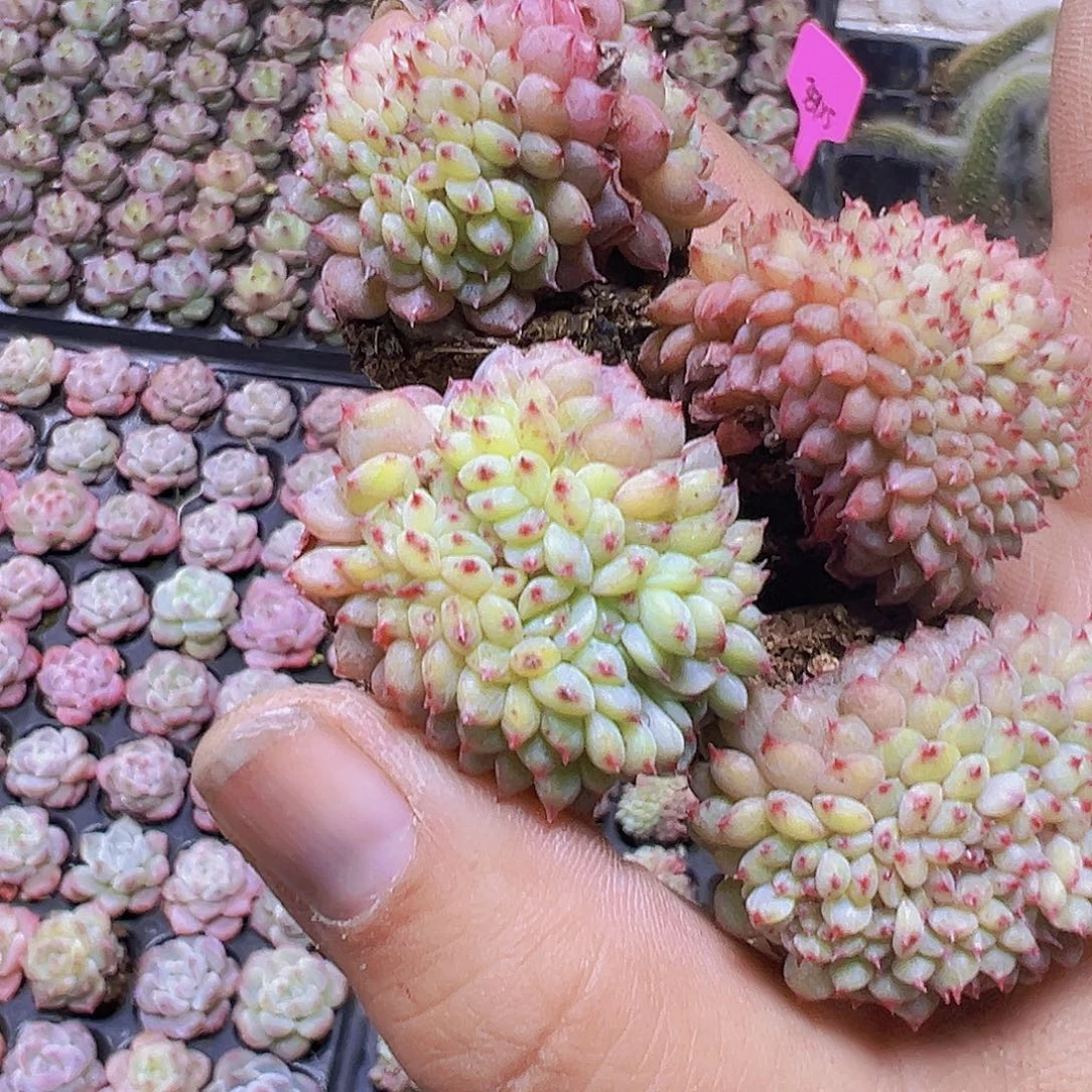 白胖子缀化2个19包邮多肉