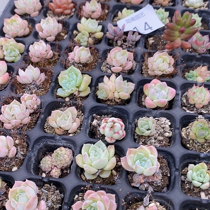 14 多肉植物盆栽花卉植物