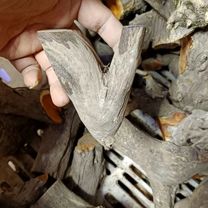 忘***树大果紫檀（缅甸花梨）